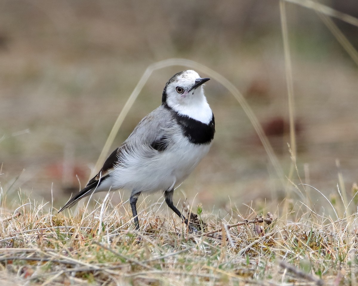 White-fronted Chat - Rolo Rodsey