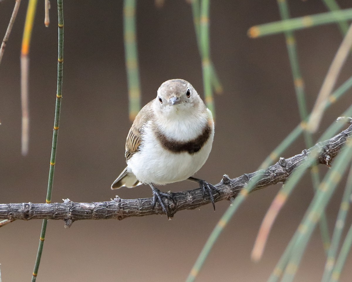 White-fronted Chat - ML614373822