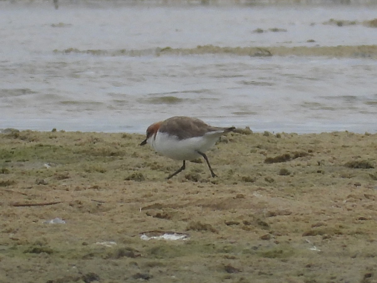 Red-capped Plover - ML614373826