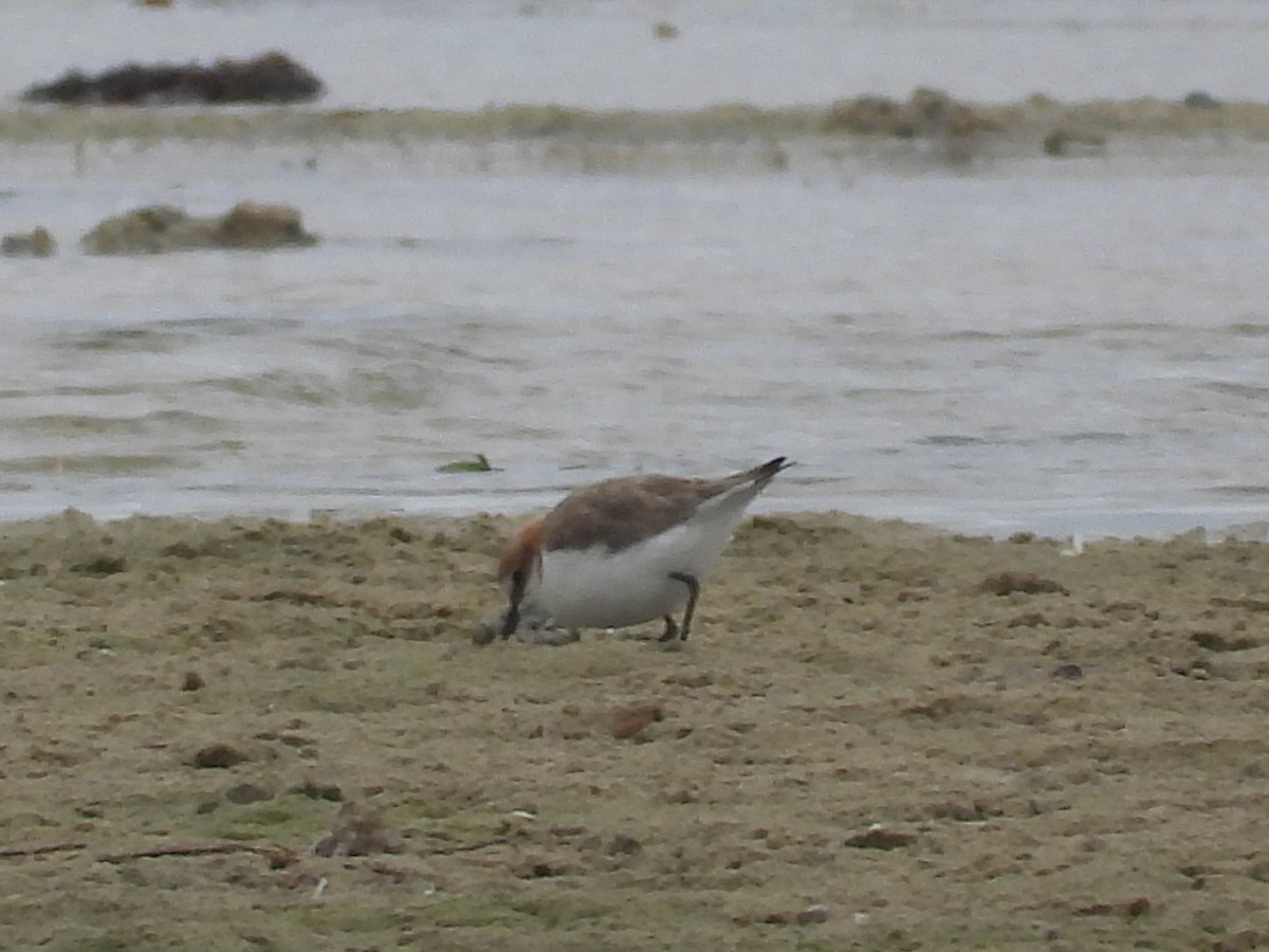 Red-capped Plover - ML614373829