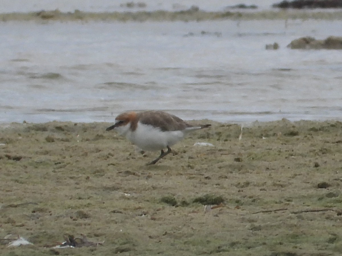 Red-capped Plover - ML614373835