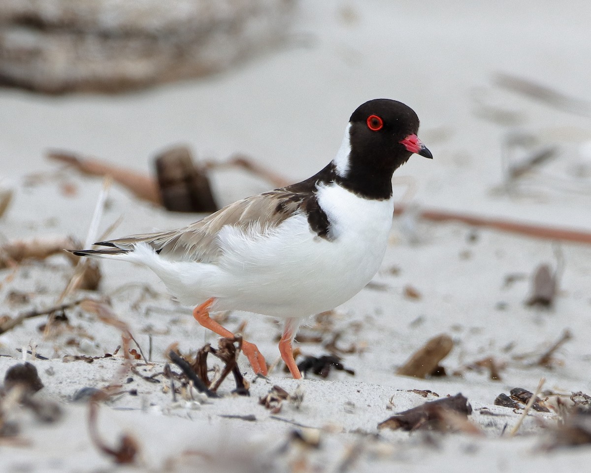 Hooded Plover - Rolo Rodsey