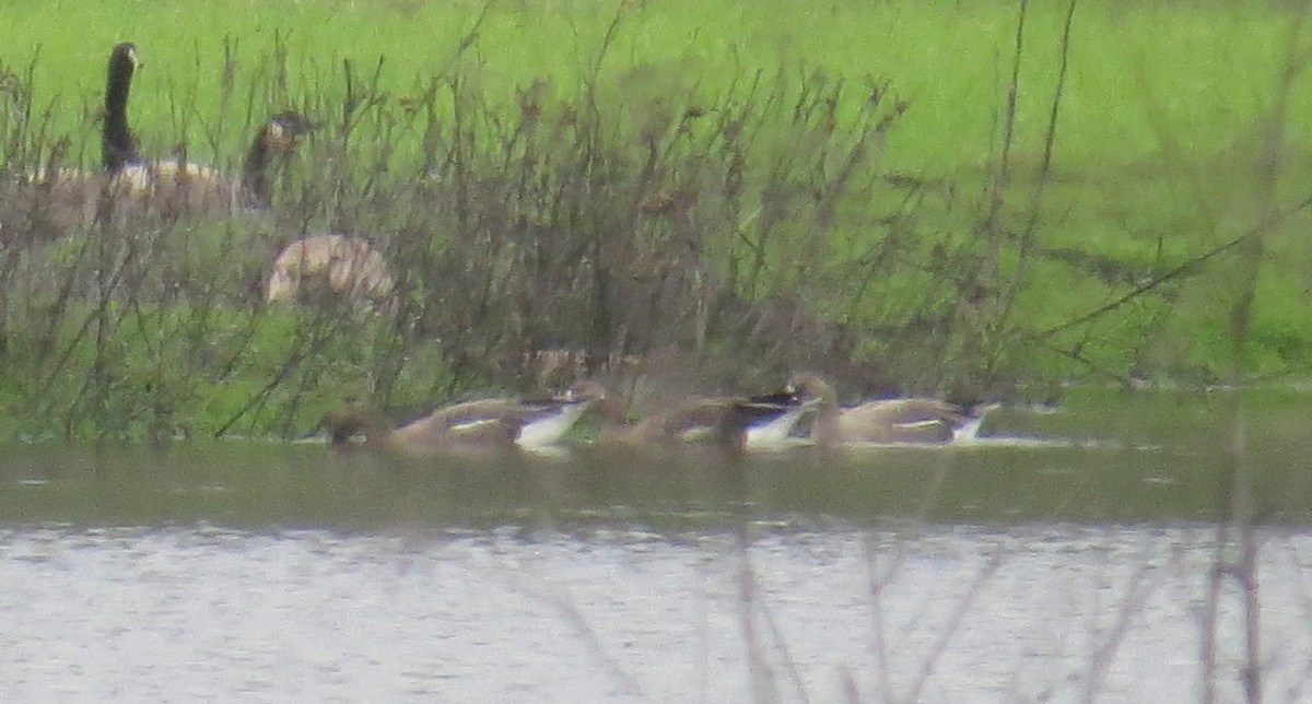 Greater White-fronted Goose - ML614373888