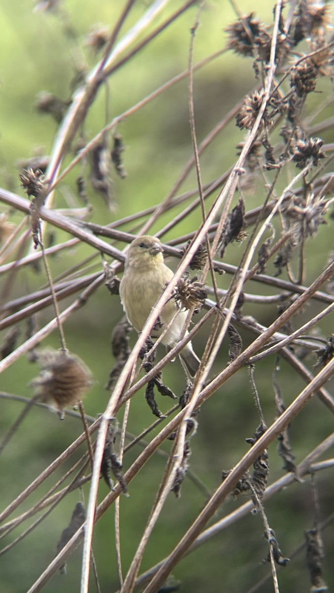 Lesser Goldfinch - ML614373892