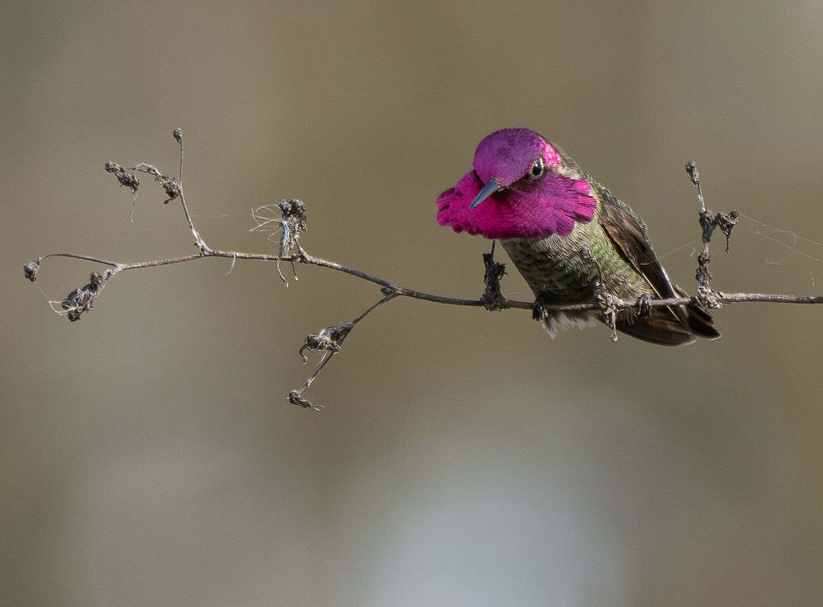 Anna's Hummingbird - Elizabeth Crouthamel