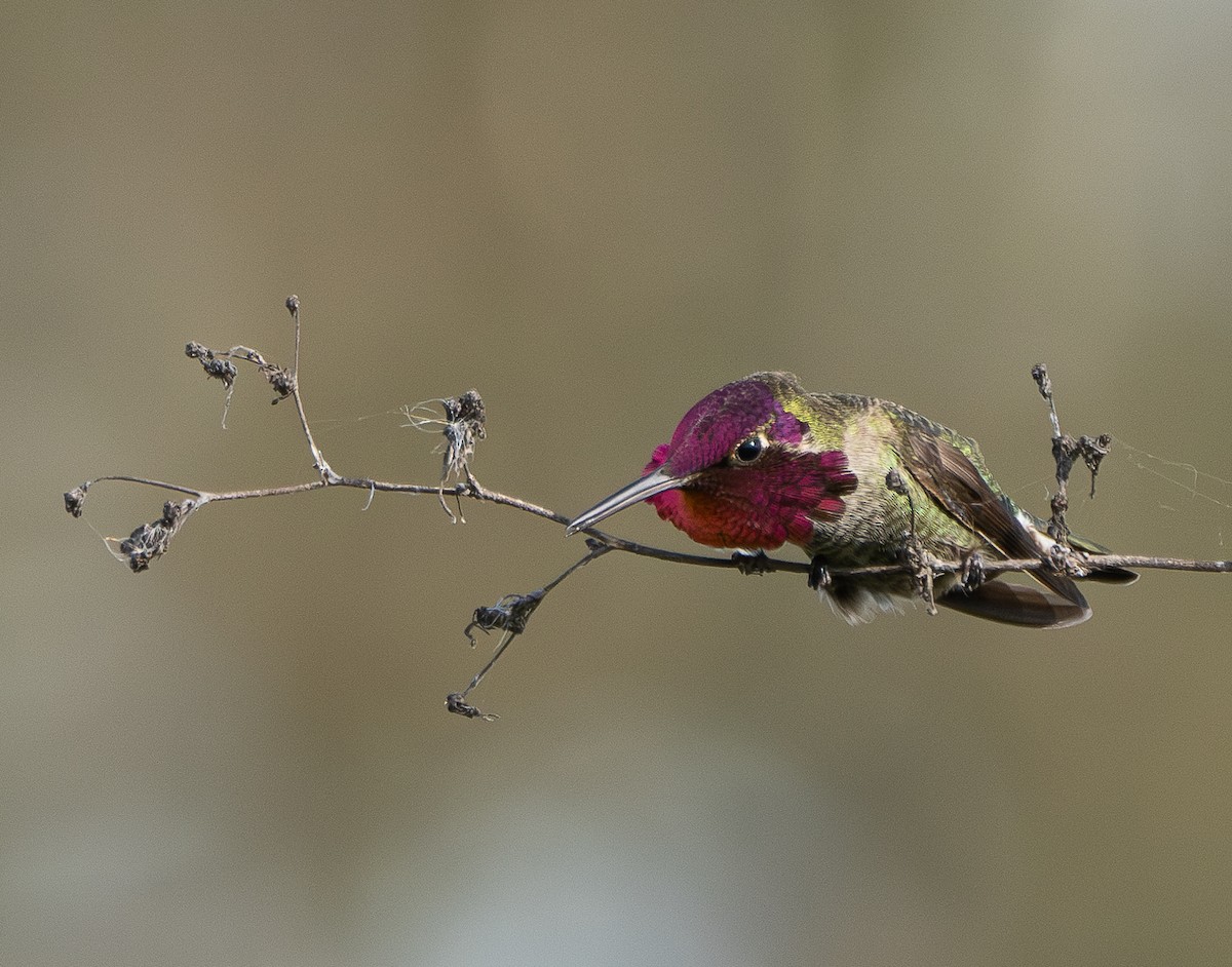 Anna's Hummingbird - Elizabeth Crouthamel