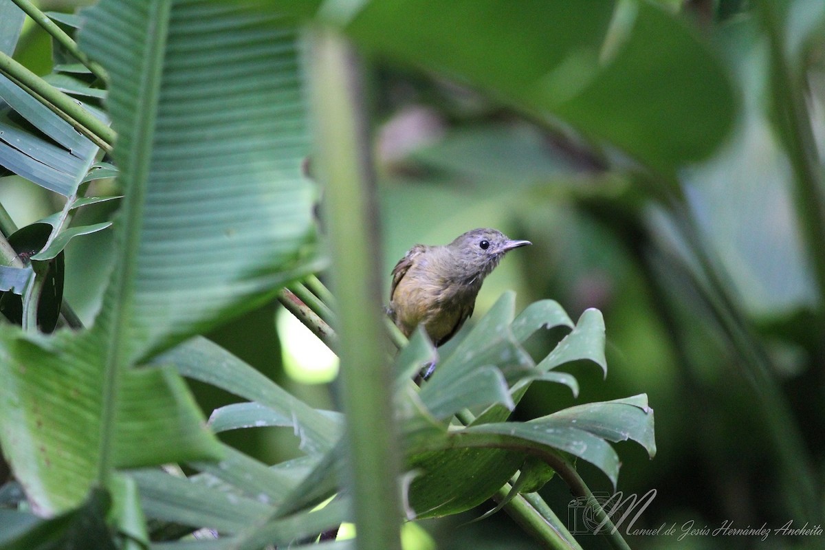 Ochre-bellied Flycatcher - ML614373917