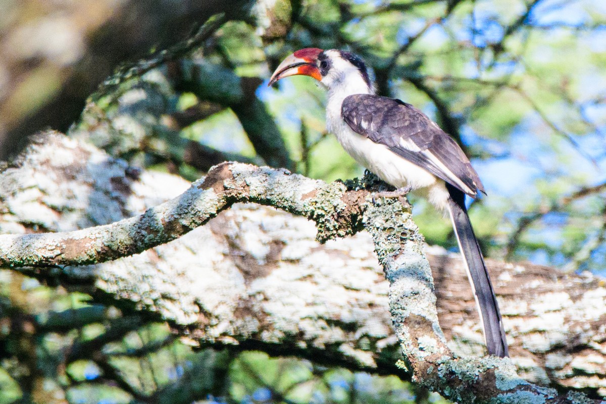 Von der Decken's Hornbill - Moishie Hersko