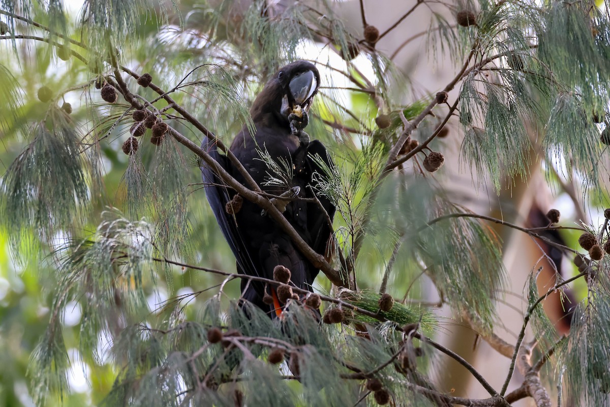 Glossy Black-Cockatoo - ML614373928