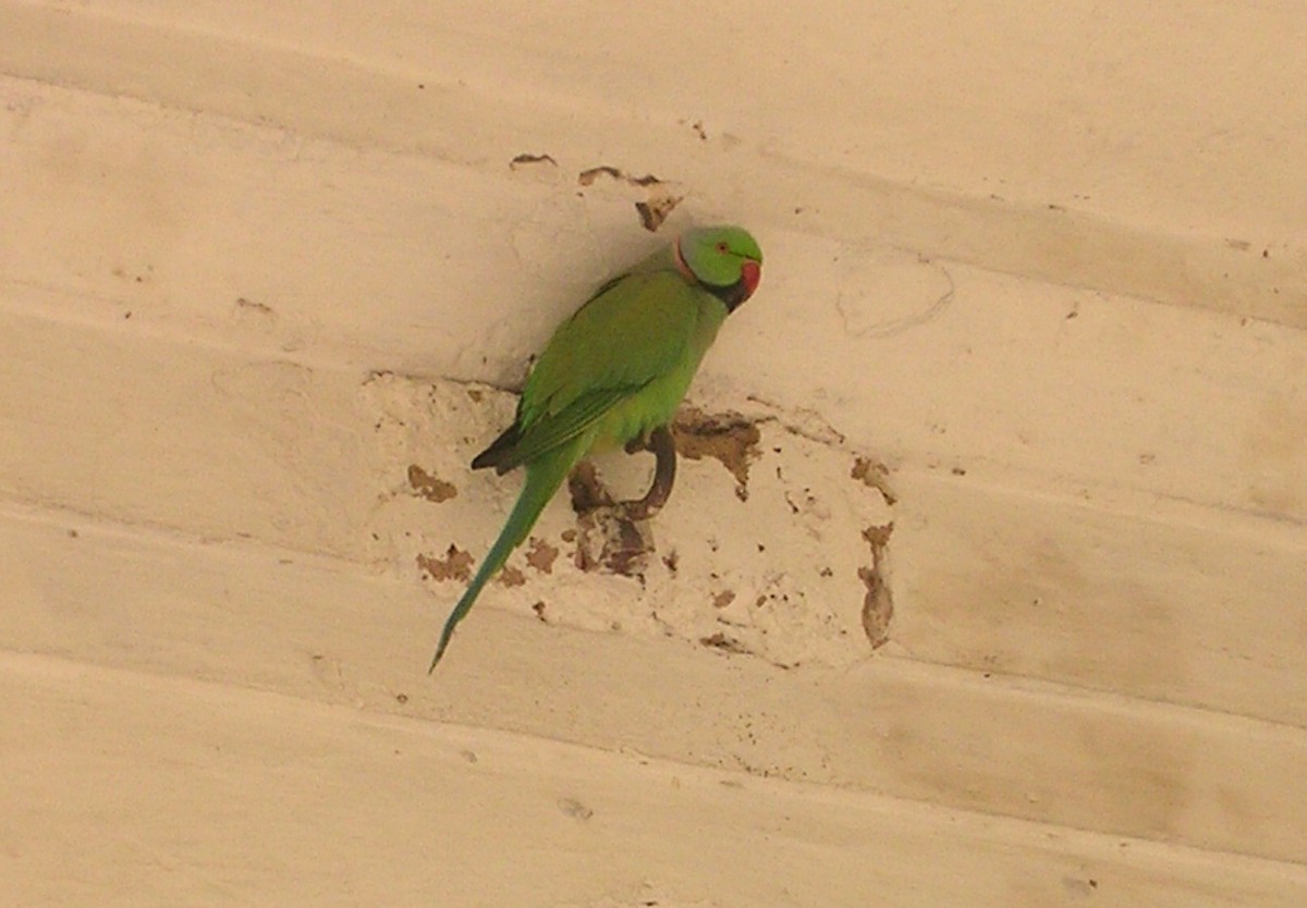 Rose-ringed Parakeet - ML614373930