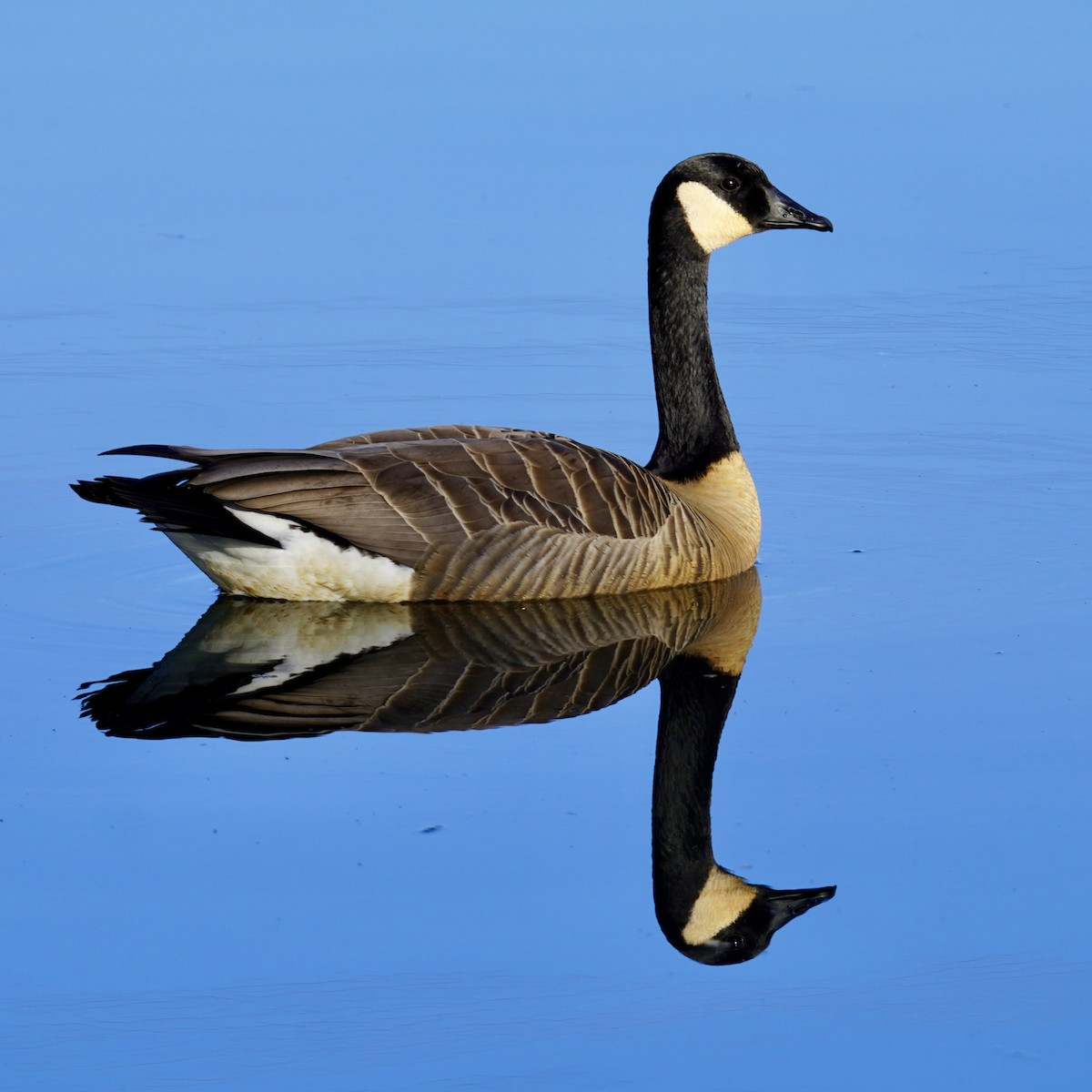 Canada Goose - ML614373956