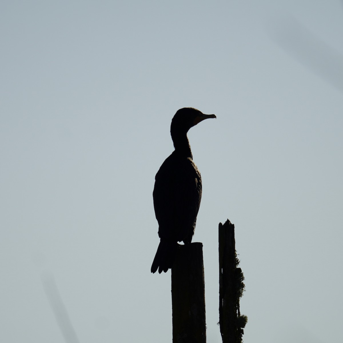 Double-crested Cormorant - ML614373963