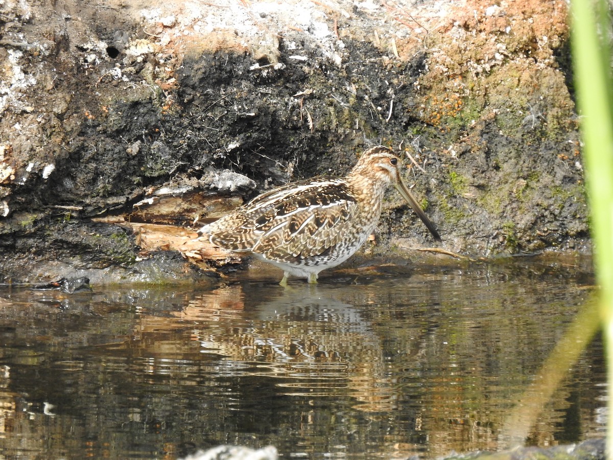 Wilson's Snipe - ML614374022