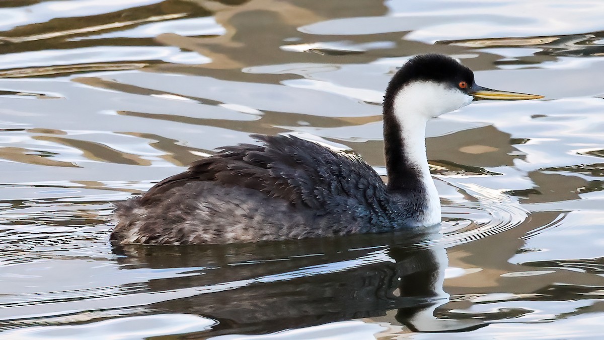 Western Grebe - ML614374029