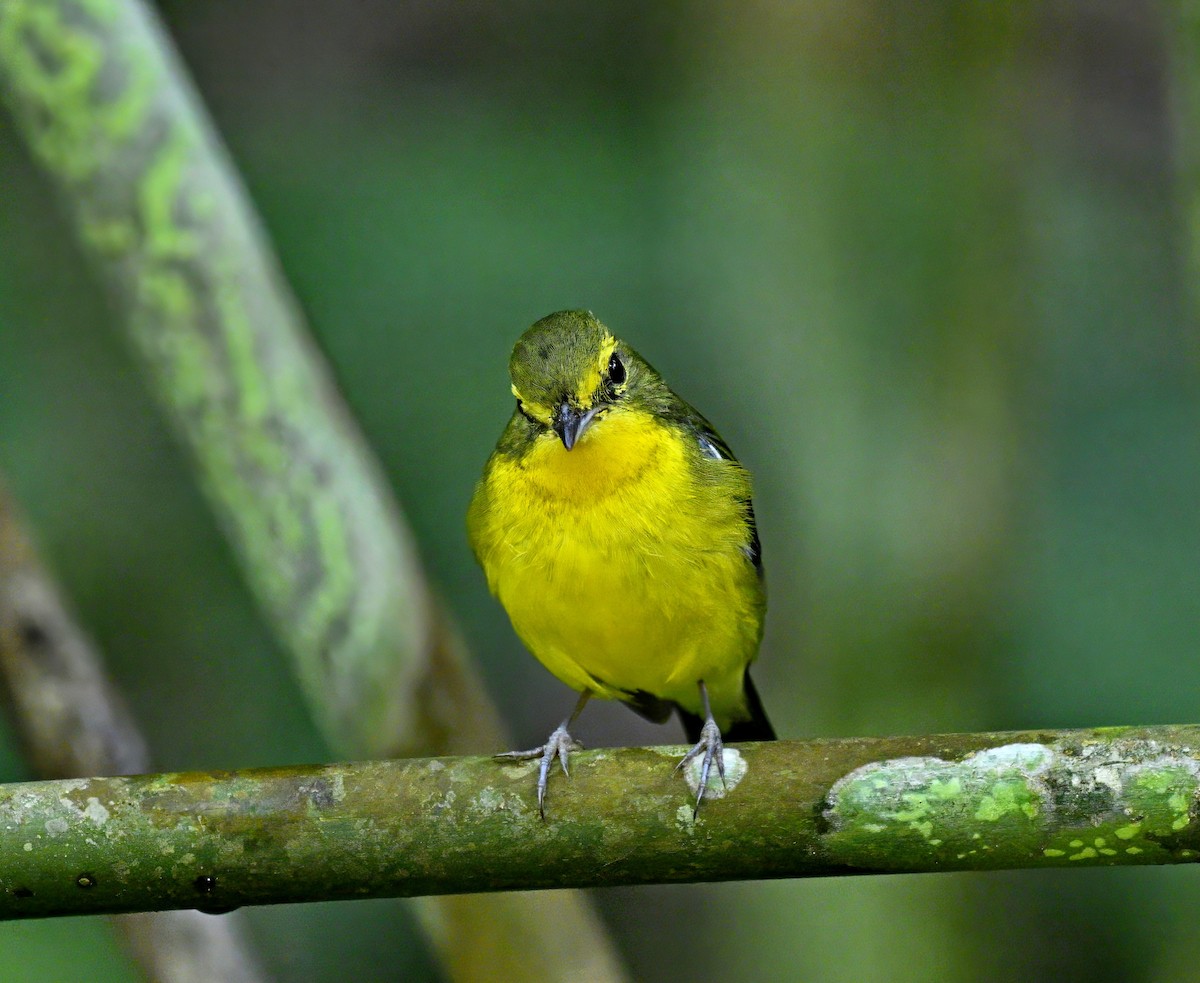 Green-backed Flycatcher - Amar-Singh HSS