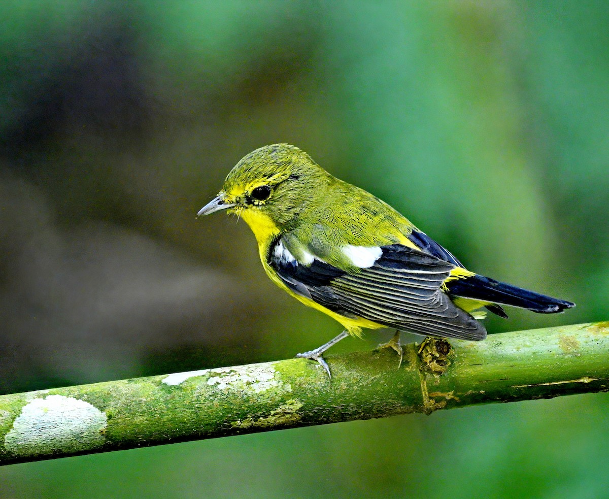 Green-backed Flycatcher - Amar-Singh HSS