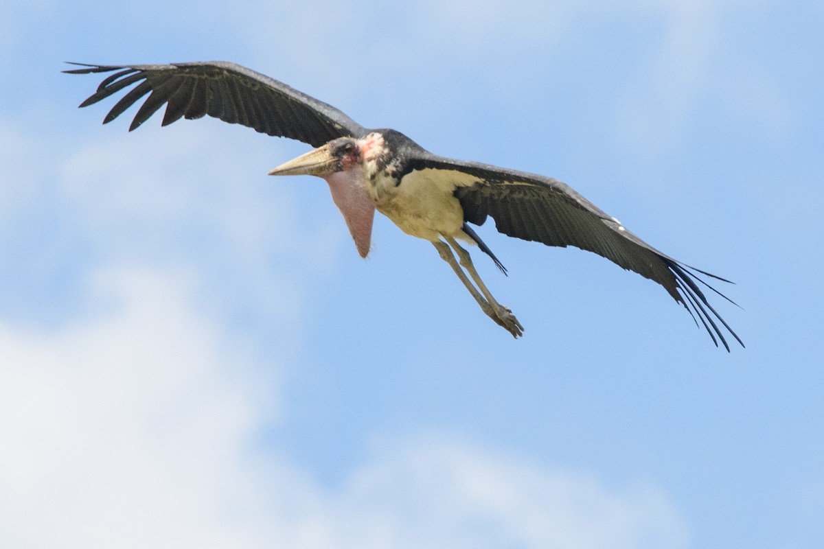 Marabou Stork - Moishie Hersko