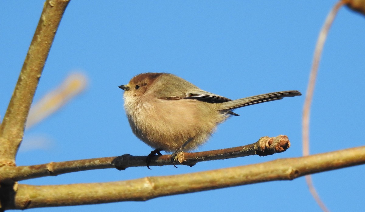 Bushtit (Pacific) - ML614374076