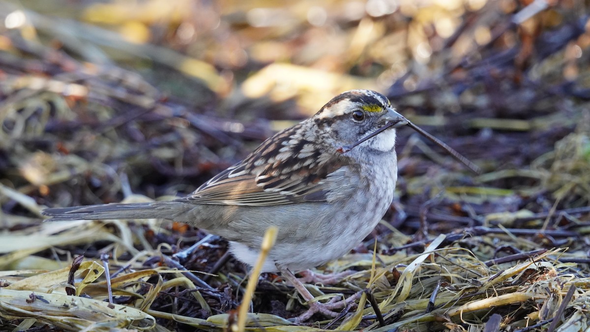 White-throated Sparrow - Matthew Mottern