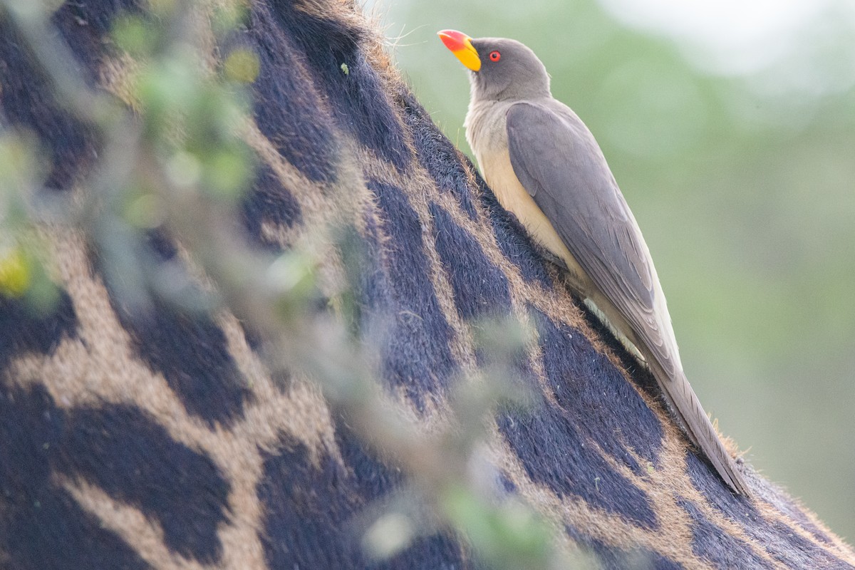 Yellow-billed Oxpecker - Moishie Hersko