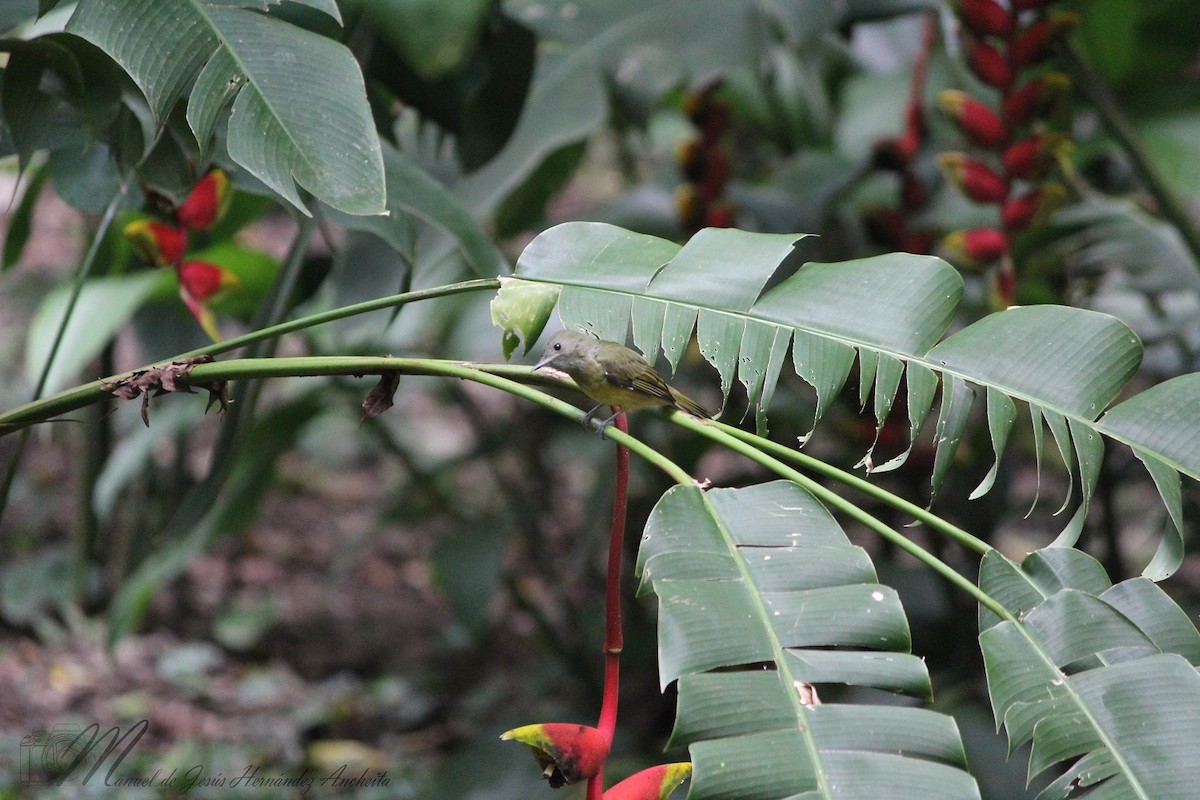 Mosquero Aceitunado - ML614374204