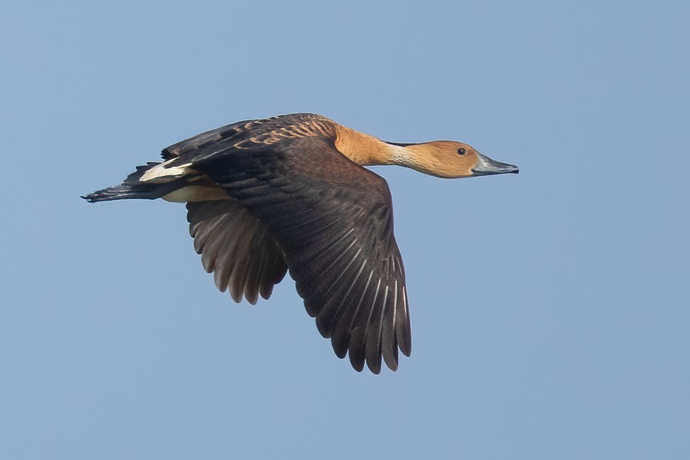 Fulvous Whistling-Duck - ML614374235