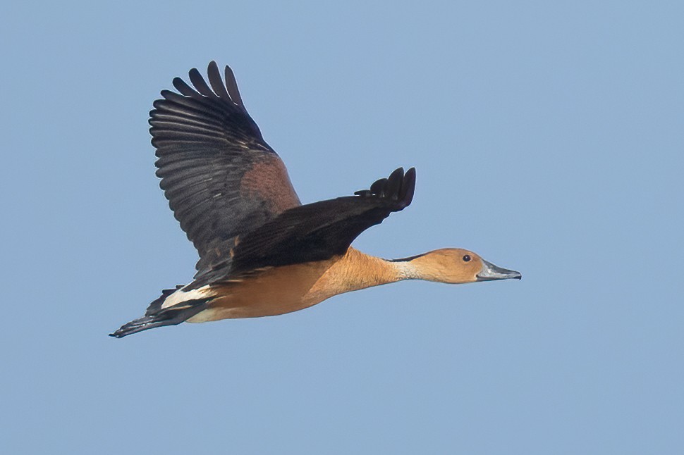 Fulvous Whistling-Duck - ML614374236