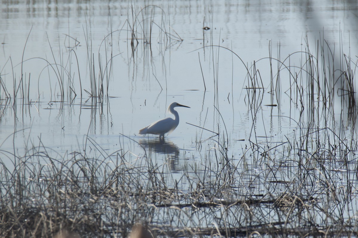 Snowy Egret - Jack Kew