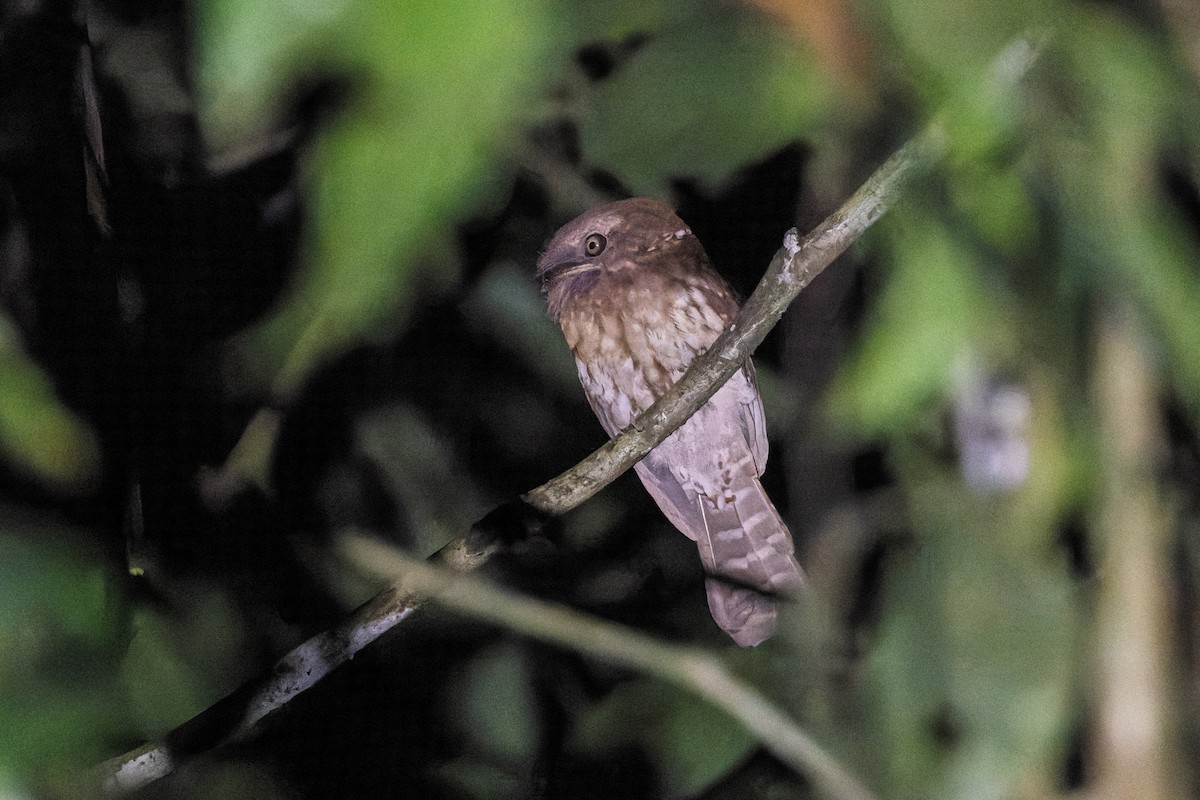 Gould's Frogmouth - ML614374253