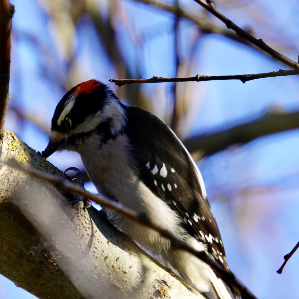 Downy Woodpecker - Matthew Mottern