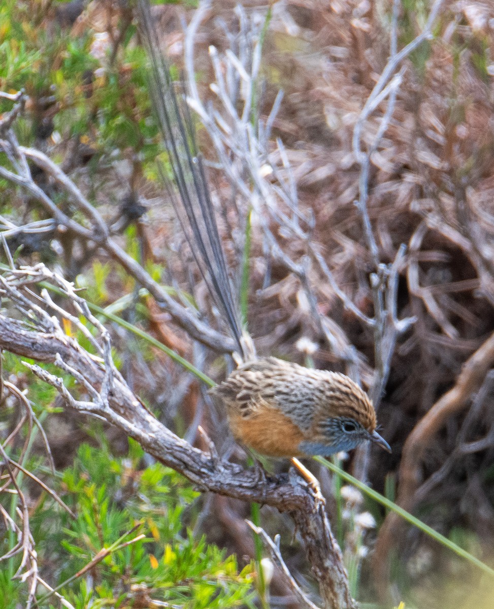 Southern Emuwren - Nicholas Talbot