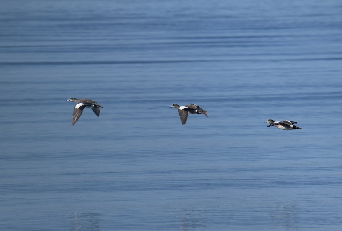 American Wigeon - Jack Kew