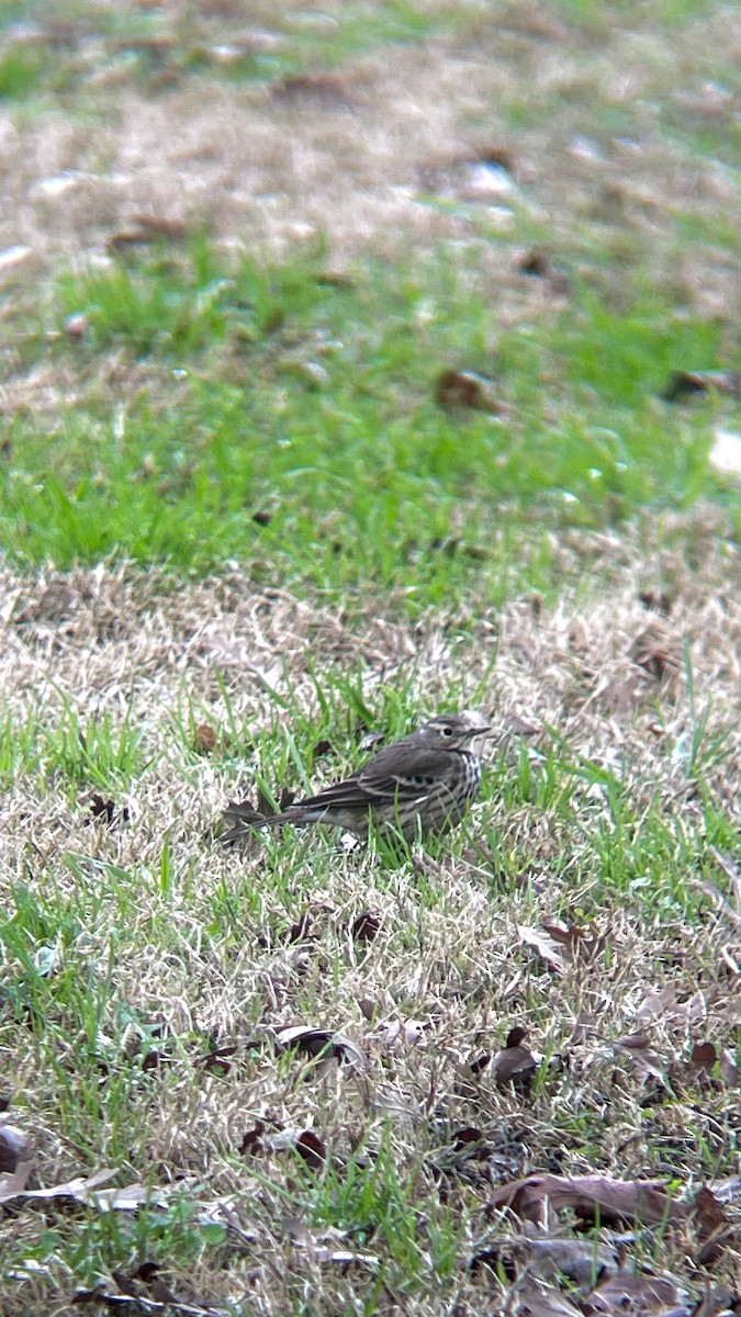 American Pipit (japonicus) - Valerie Contreras