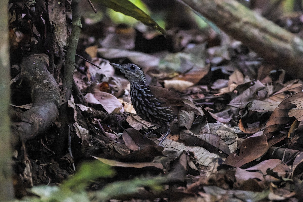 Bornean Wren-Babbler - ML614374364