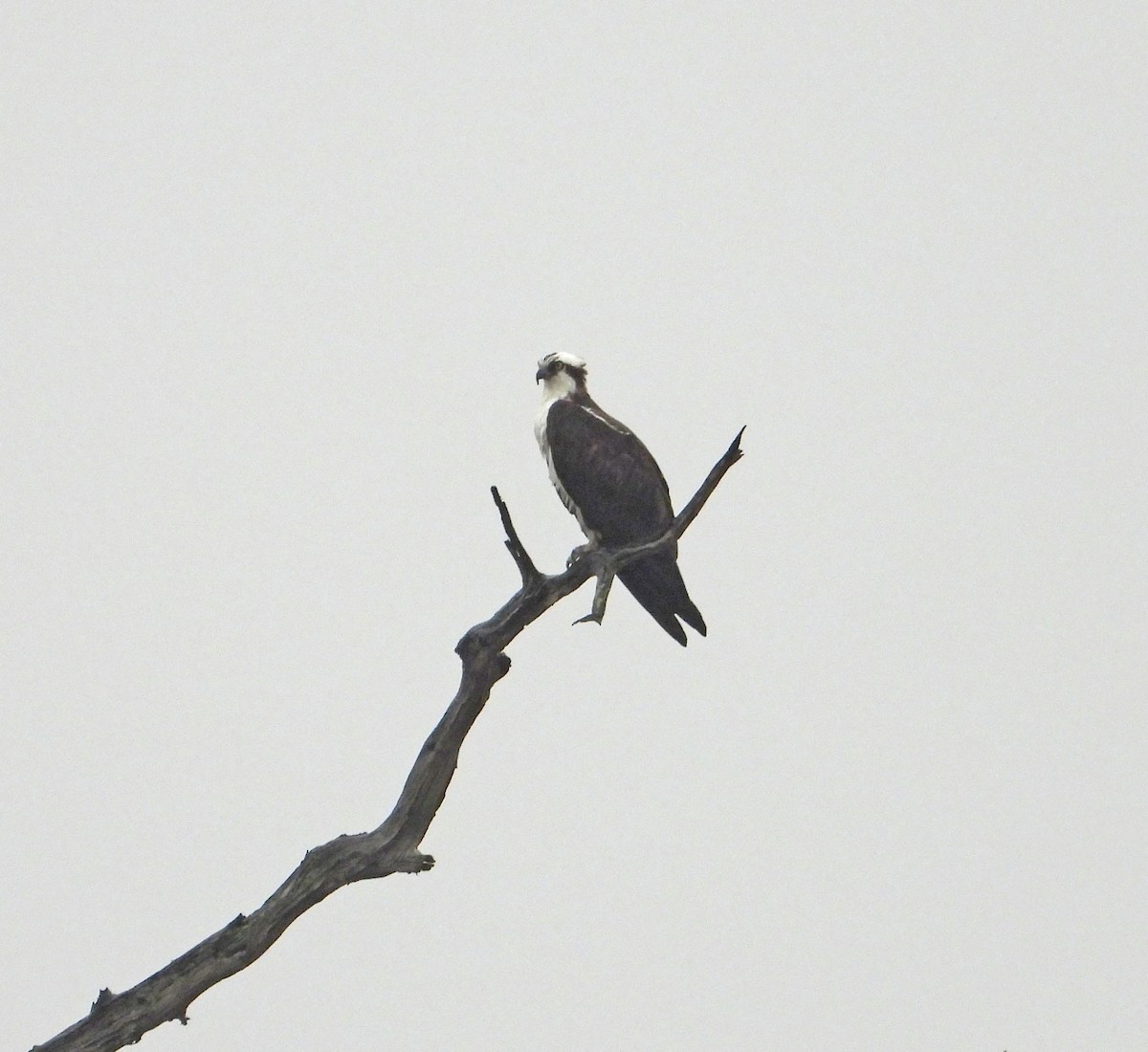 Águila Pescadora - ML614374380