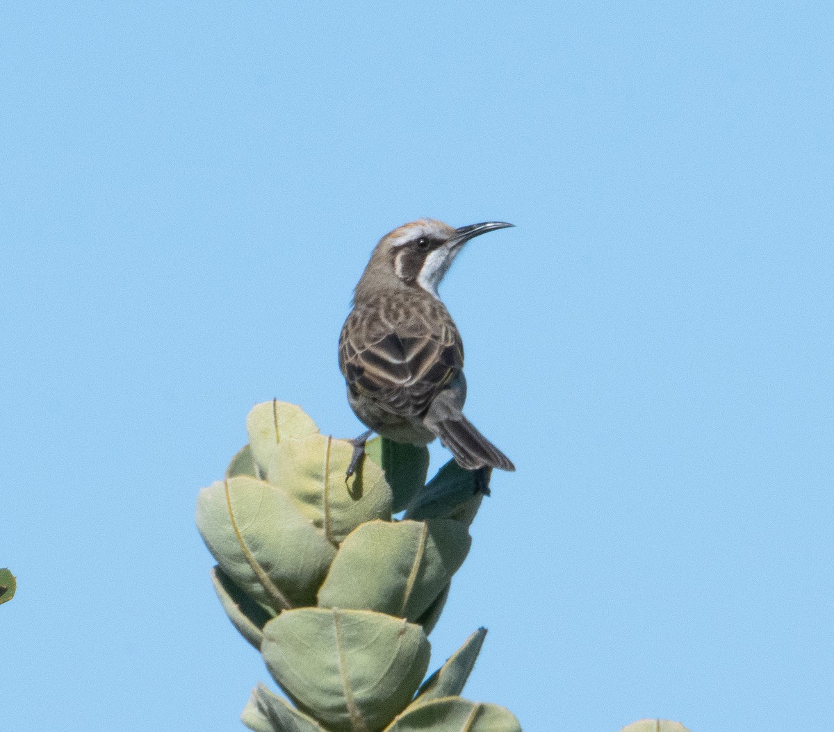 Tawny-crowned Honeyeater - Nicholas Talbot