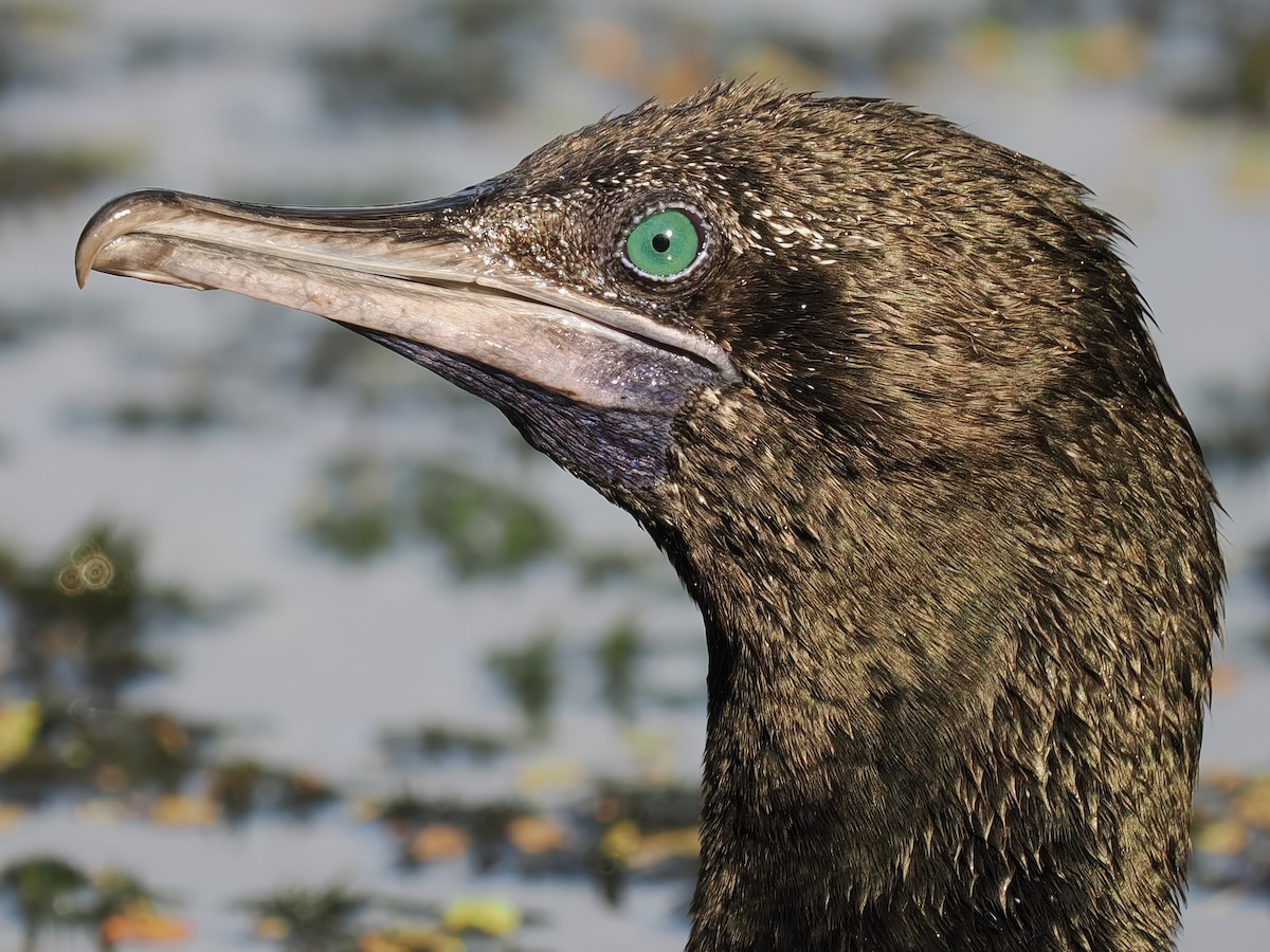 Little Black Cormorant - ML614374430