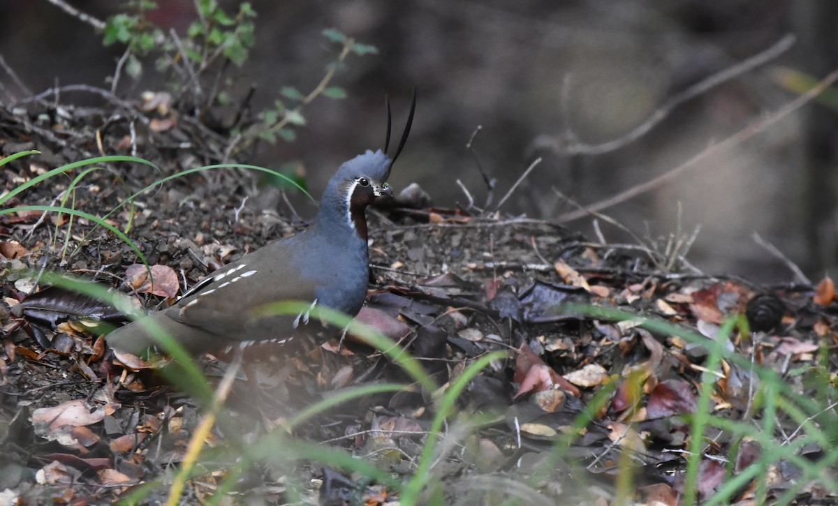 Mountain Quail - Christopher Lindsey