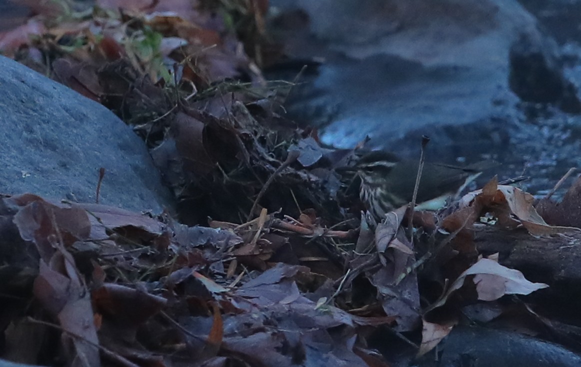 Stelzenwaldsänger - ML614374520