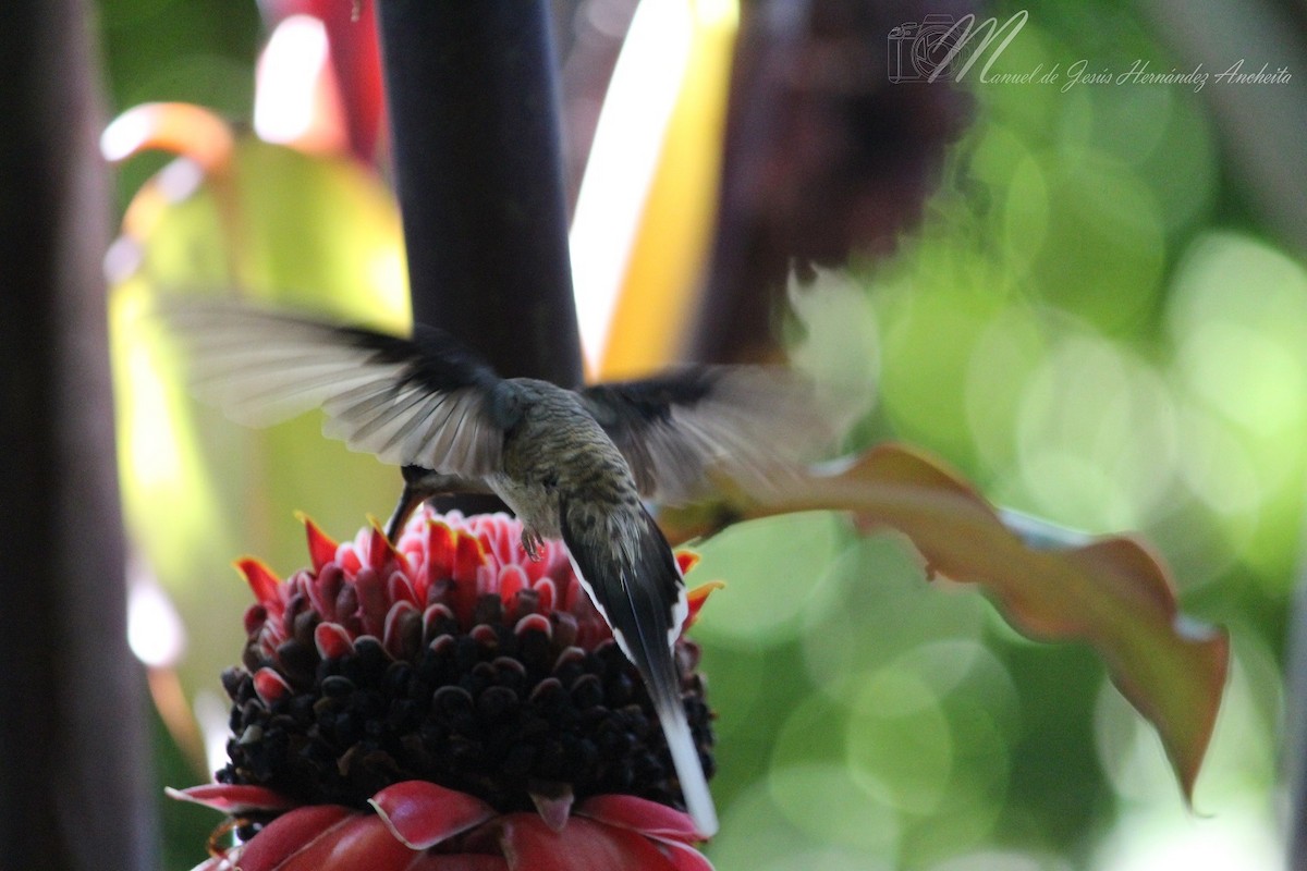 Long-billed Hermit - ML614374555