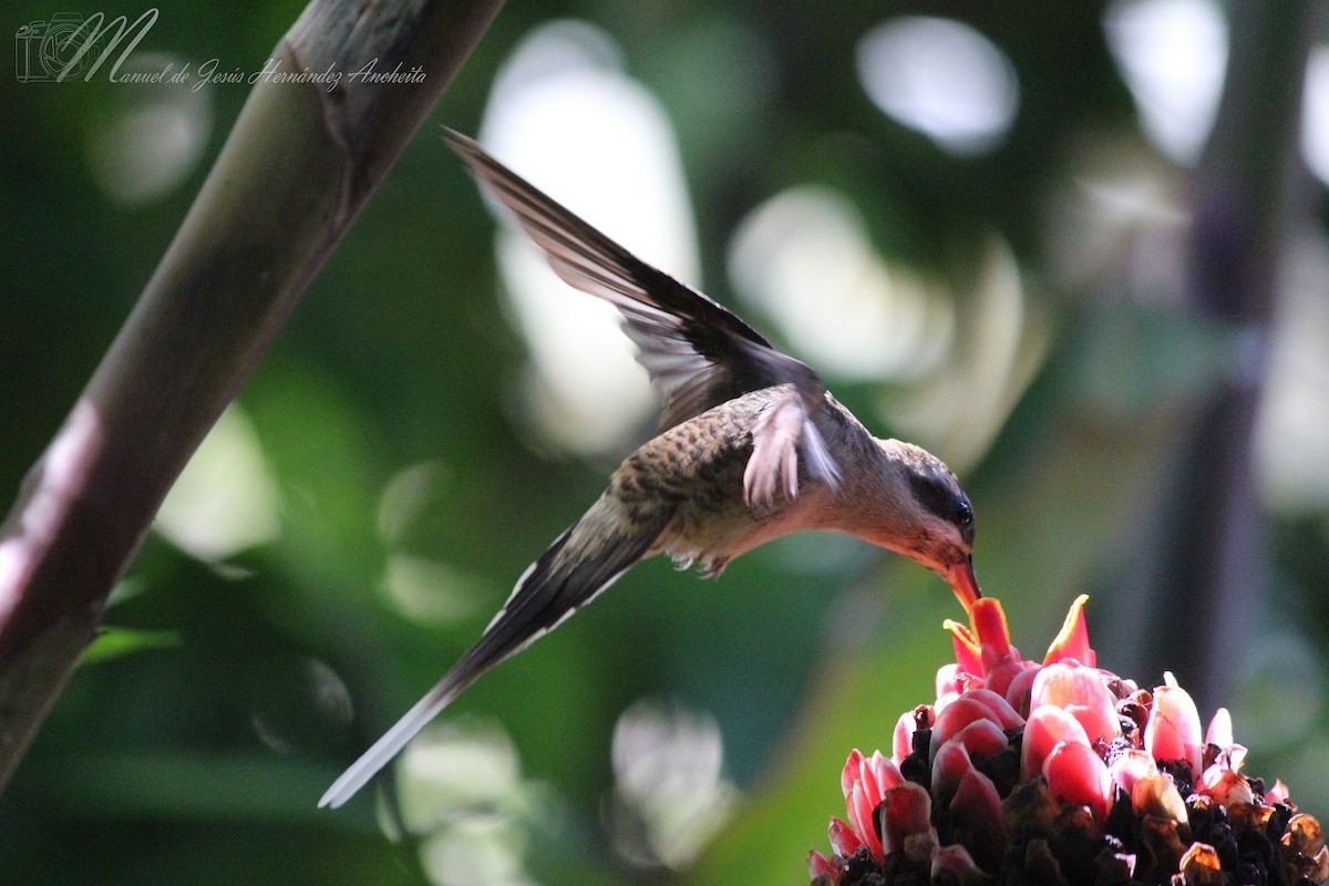 Long-billed Hermit - ML614374556