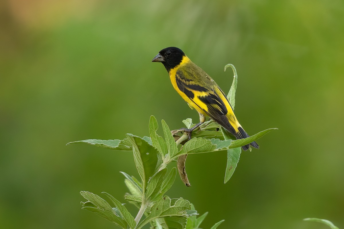 Hooded Siskin - ML614374569