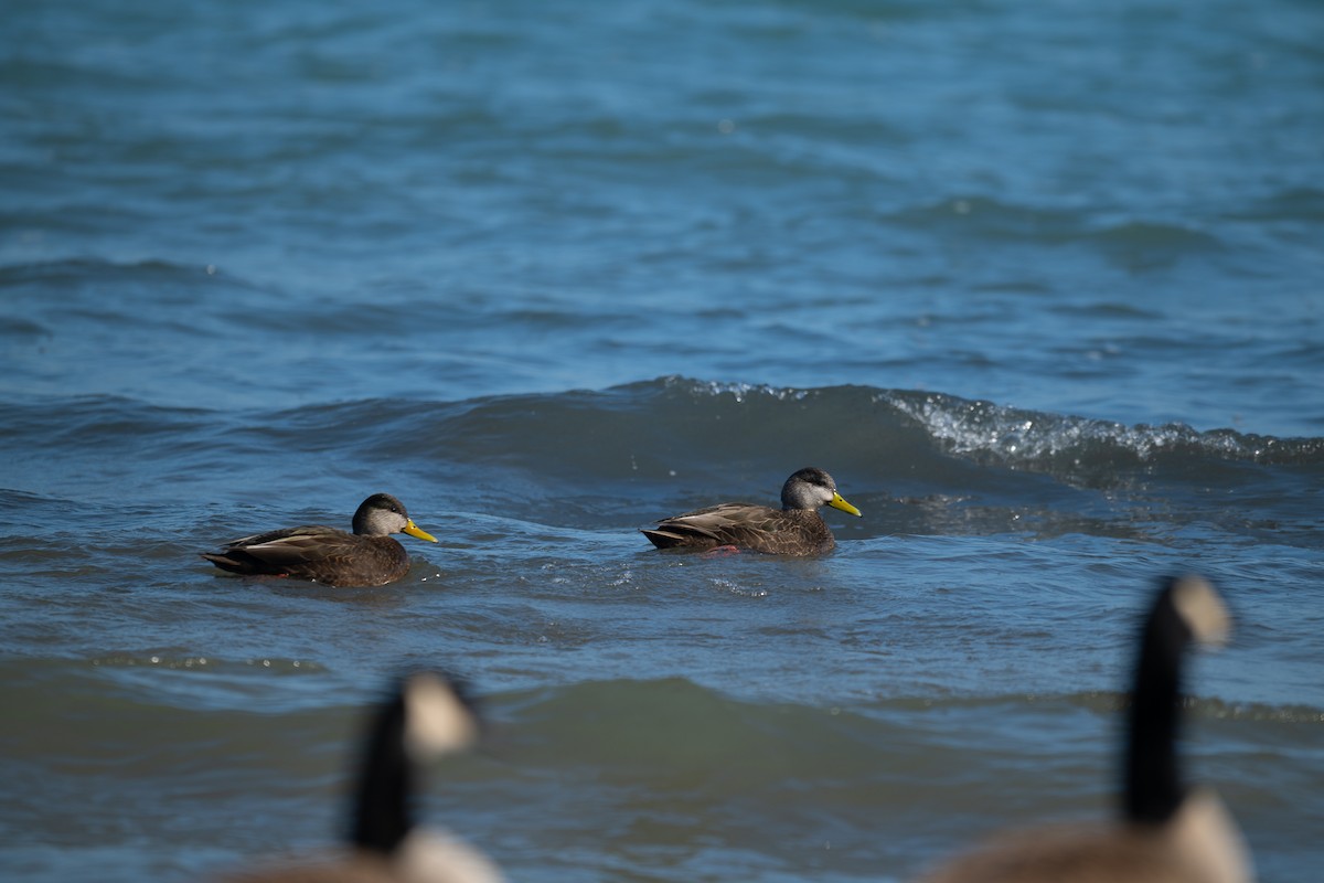 American Black Duck - ML614374586