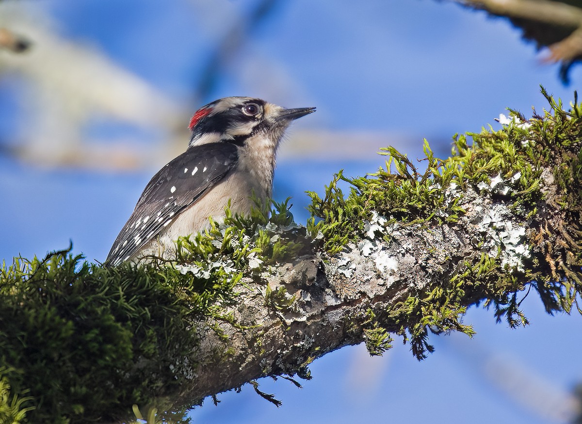 Downy Woodpecker - ML614374620