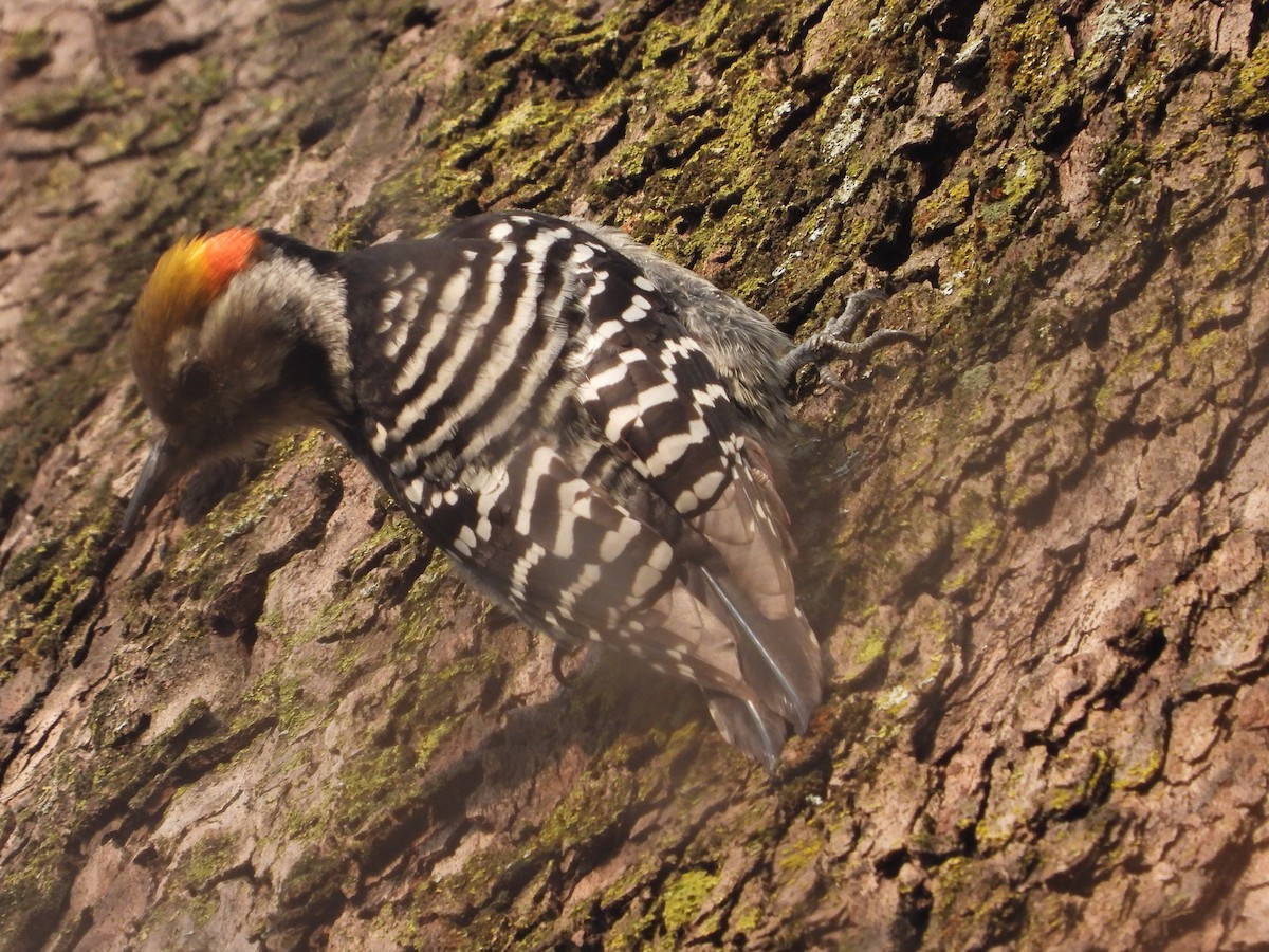Brown-fronted Woodpecker - ML614374717