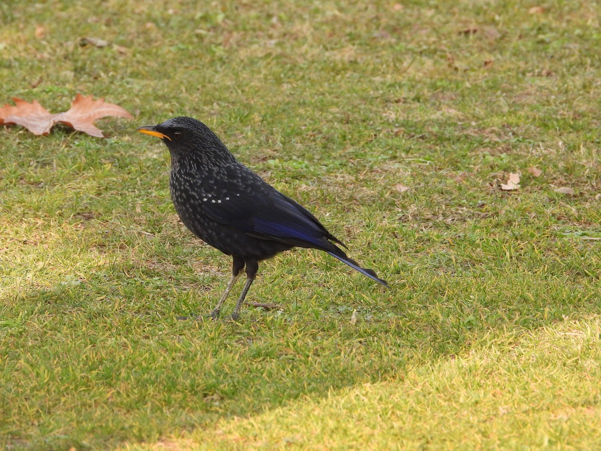 Blue Whistling-Thrush - ML614374728