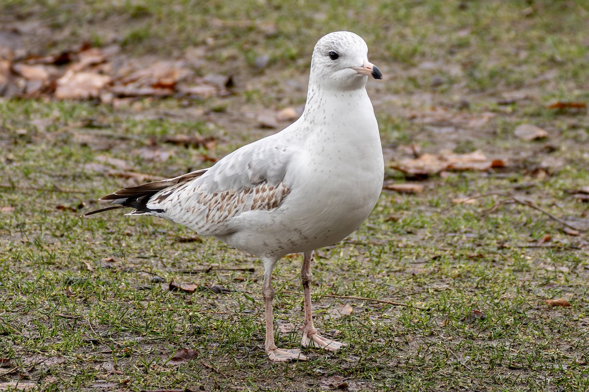 Ring-billed Gull - ML614374735