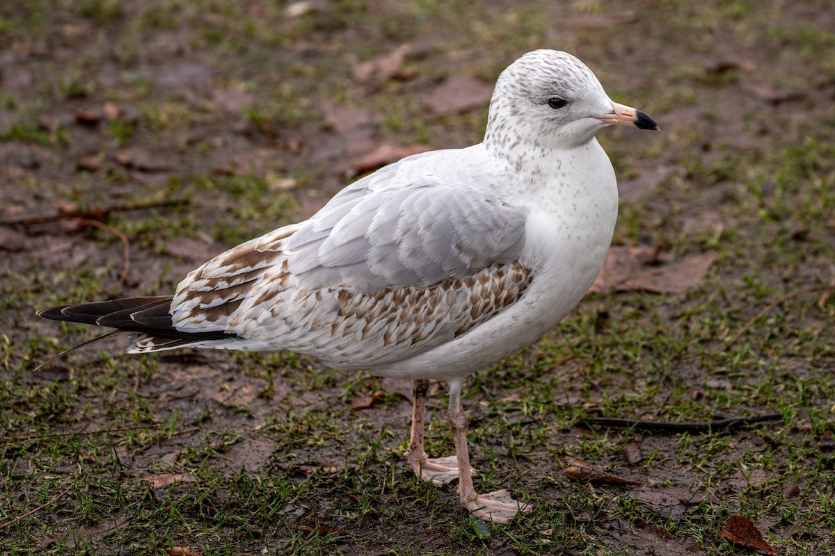 Ring-billed Gull - ML614374736