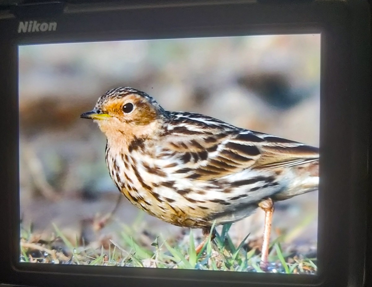 Red-throated Pipit - ML614374741
