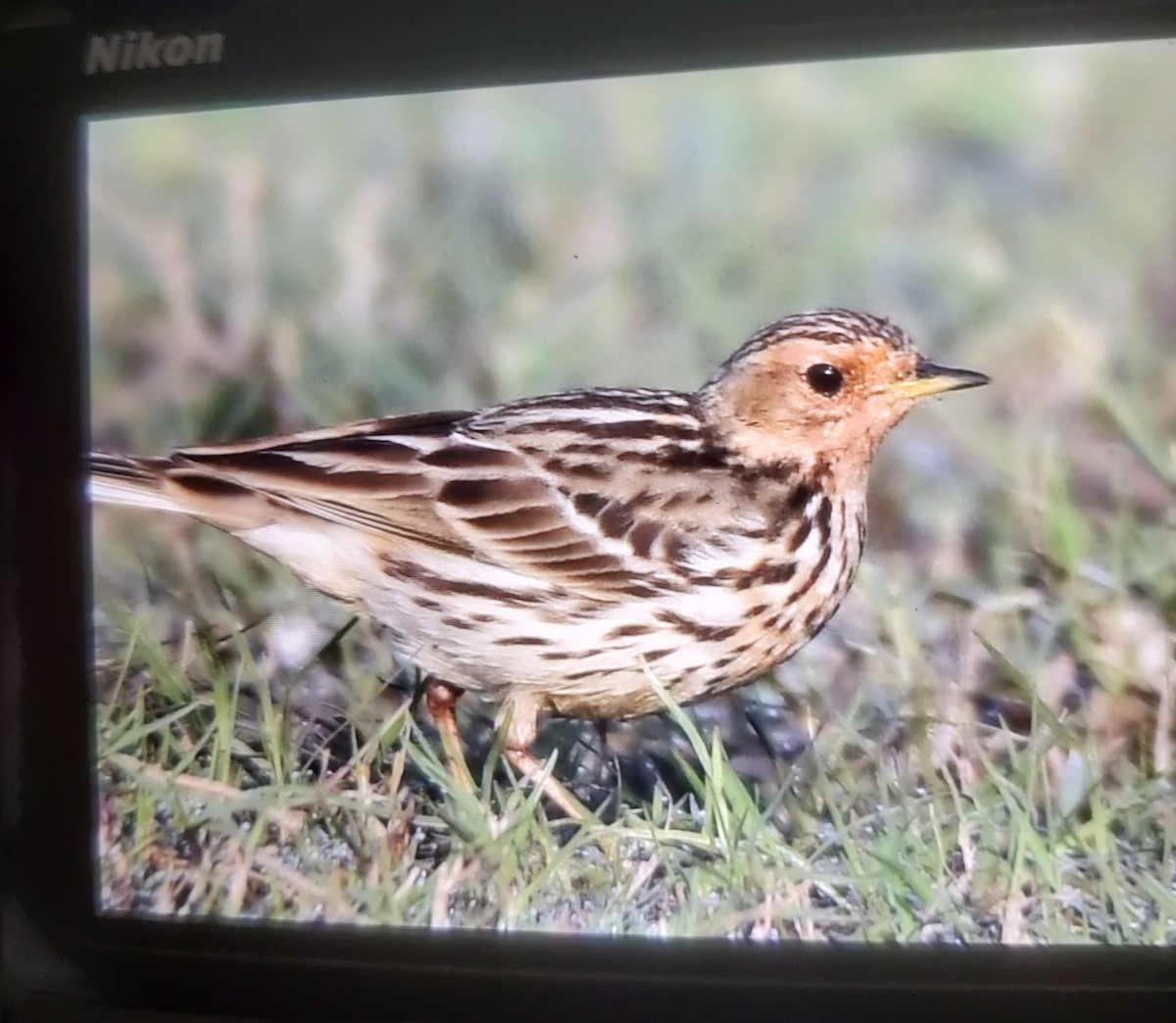 Red-throated Pipit - ML614374742
